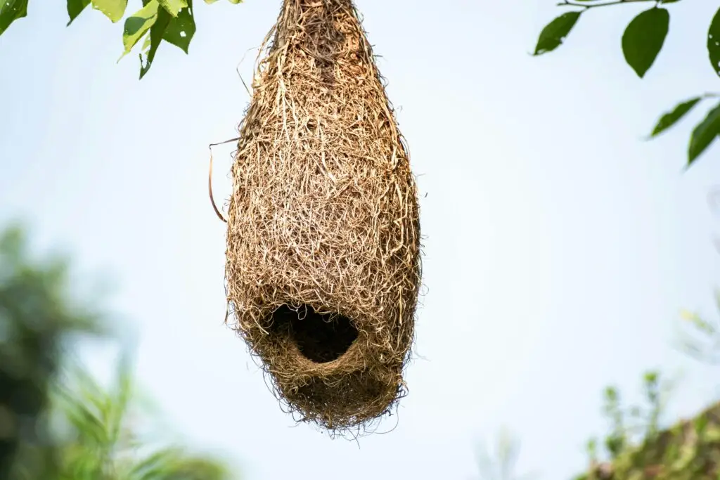 Detailed view of a woven bird nest hanging on a branch, surrounded by green leaves.